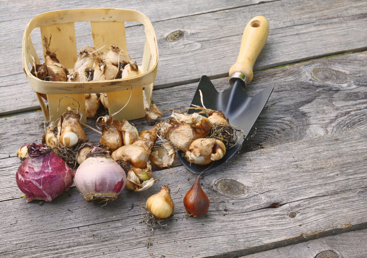 A guide to planting fall bulbs in Northern Utah News, Sports, Jobs